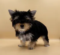 Toy Yorkie Puppy Girl (Lovey), a female Yorkshire Terrier for sale in Los Angeles, CA – 8 of 10