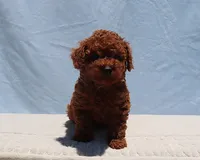 AKC Red Toy Poodle Puppy Girl (Tina), a female Poodle - Toy  for sale in Los Angeles, CA – 2 of 10