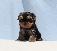 Teacup Yorkie Puppy Boy (Ralphy), a male Yorkshire Terrier for sale in Los Angeles, CA – 4 of 5