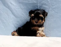 Toy Yorkie Puppy Boy (Benny), a male Yorkshire Terrier for sale in Los Angeles, CA – 6 of 9