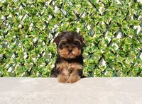 Toy Yorkie Puppy Girl (Tilly), a female Yorkshire Terrier for sale in Los Angeles, CA – Photo 2 of 5