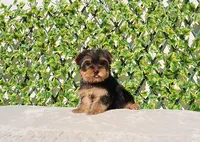 Toy Yorkie Puppy Girl (Tilly), a female Yorkshire Terrier for sale in Los Angeles, CA – Photo 4 of 5