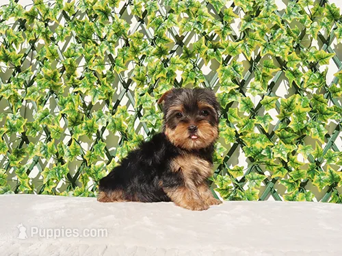 Toy Yorkie Puppy Girl (Tilly)