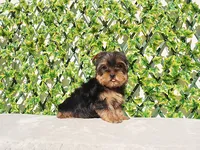 Toy Yorkie Puppy Girl (Tilly), a female Yorkshire Terrier for sale in Los Angeles, CA – Photo 1 of 5