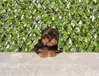 Toy Yorkie Puppy Girl (Tilly), a female Yorkshire Terrier for sale in Los Angeles, CA – Photo 3 of 5