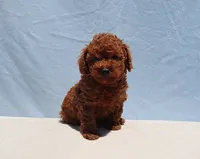 AKC Red Toy Poodle Puppy Girl (Tina), a female Poodle - Toy  for sale in Los Angeles, CA – 5 of 10
