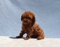 AKC Red Toy Poodle Puppy Boy (Zero), a male Poodle - Toy  for sale in Los Angeles, CA – 9 of 9