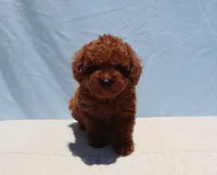 AKC Red Toy Poodle Puppy Girl (Uris), a female Poodle - Toy  for sale in Los Angeles, CA – 7 of 7