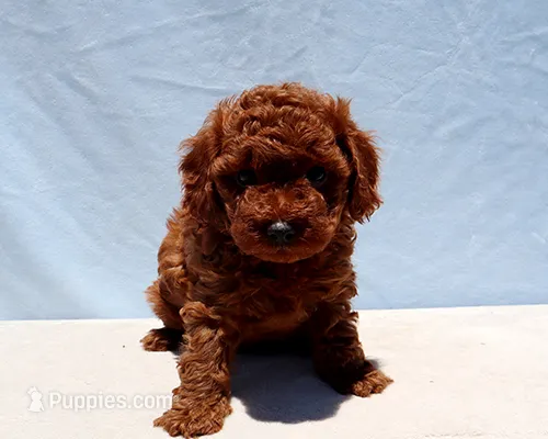 AKC Red Toy Poodle Puppy Boy (Yoshi) – Poodle - Toy  puppy for sale in Los Angeles, CA
