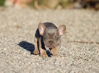 AKC Lilac Tri French Bulldog Puppy Boy, a male French Bulldog for sale in Los Angeles, CA – 7 of 10