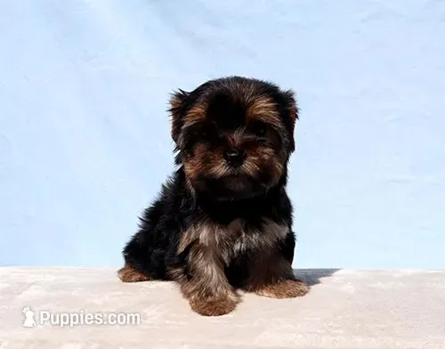 Toy Yorkie Puppy Boy (Pisco), a male Yorkshire Terrier for sale in Los Angeles, CA – 1 of 9