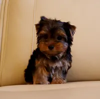 Toy Yorkie Puppy Boy (Fido), a male Yorkshire Terrier for sale in Los Angeles, CA – 2 of 5