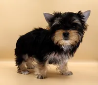 Toy Yorkie Puppy Girl (Lovey), a female Yorkshire Terrier for sale in Los Angeles, CA – 6 of 10