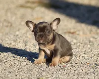 AKC Blue Tri French Bulldog Puppy Girl, a female French Bulldog for sale in Los Angeles, CA – 5 of 8