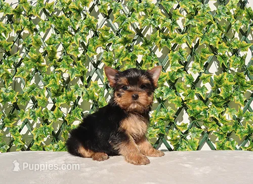 Toy Yorkie Puppy Boy (Usman)