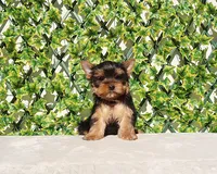 processed/621c8190-0d6e-442b-9833-536ca4f16d54/listing/d85f1f64-9bb8-4f50-816f-adedf8a9ce26/c32d7685-dd06-42d7-a4f3-dcb7c4eda91c