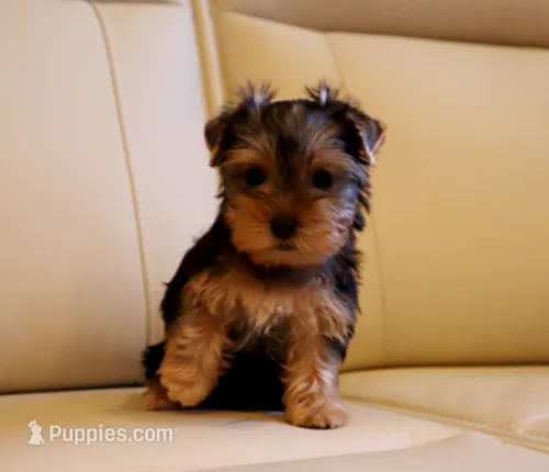 Toy Yorkie Puppy Girl (Echo) – Yorkshire Terrier puppy for sale in Los Angeles, CA