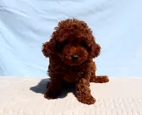 AKC Red Toy poodle Puppy Girl (Nelly), a female Poodle - Toy  for sale in Los Angeles, CA – 2 of 5
