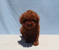 AKC Red Toy Poodle Puppy Girl (Uris), a female Poodle - Toy  for sale in Los Angeles, CA – 6 of 7