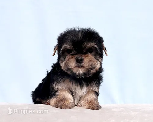 AKC Toy Yorkie Puppy Boy