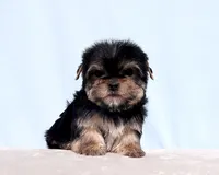 AKC Toy Yorkie Puppy Boy, a male Yorkshire Terrier for sale in Los Angeles, CA – Photo 1 of 5