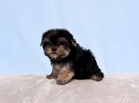 AKC Toy Yorkie Puppy Boy, a male Yorkshire Terrier for sale in Los Angeles, CA – Photo 3 of 5