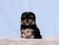 AKC Toy Yorkie Puppy Boy, a male Yorkshire Terrier for sale in Los Angeles, CA – Photo 2 of 5