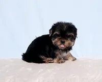 AKC Toy Yorkie Puppy Boy, a male Yorkshire Terrier for sale in Los Angeles, CA – Photo 4 of 5