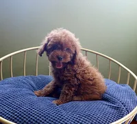 AKC Red Toy poodle Puppy Girl (Yuki), a female Poodle - Toy  for sale in Los Angeles, CA – 5 of 5