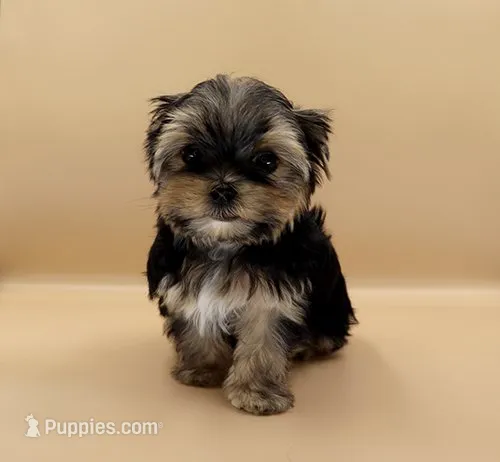 Toy Yorkie Puppy Girl (Rumi) – Yorkshire Terrier puppy for sale in Los Angeles, CA