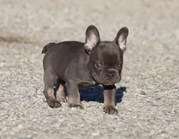 AKC Blue Tri French Bulldog Puppy Boy, a male French Bulldog for sale in Los Angeles, CA – 3 of 10