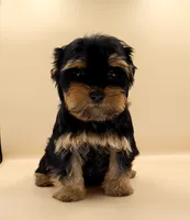 Toy Yorkie Puppy Girl (Tilly), a female Yorkshire Terrier for sale in Los Angeles, CA – 4 of 10