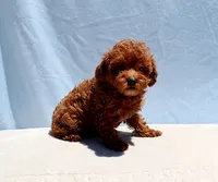 AKC Red Toy Poodle Puppy Boy (Royce), a male Poodle - Toy  for sale in Los Angeles, CA – 7 of 8