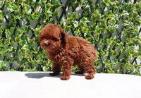 AKC Red Toy Poodle Puppy Girl (Melody), a female Poodle - Toy  for sale in Los Angeles, CA – Photo 4 of 5