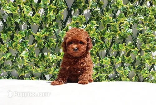 AKC Red Toy Poodle Puppy Girl (Melody) – Poodle - Toy  puppy for sale in Los Angeles, CA