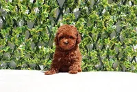 AKC Red Toy Poodle Puppy Girl (Melody), a female Poodle - Toy  for sale in Los Angeles, CA – Photo 1 of 5
