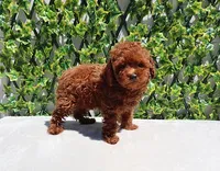 AKC Red Toy Poodle Puppy Girl (Melody), a female Poodle - Toy  for sale in Los Angeles, CA – Photo 3 of 5
