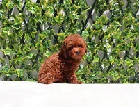 AKC Red Toy Poodle Puppy Girl (Melody), a female Poodle - Toy  for sale in Los Angeles, CA – Photo 5 of 5