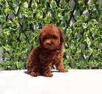 AKC Red Toy Poodle Puppy Girl (Melody), a female Poodle - Toy  for sale in Los Angeles, CA – Photo 2 of 5