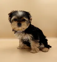 Toy Yorkie Puppy Girl (Bella), a female Yorkshire Terrier for sale in Los Angeles, CA – 2 of 9