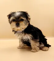 Toy Yorkie Puppy Girl (Bella), a female Yorkshire Terrier for sale in Los Angeles, CA – 3 of 9