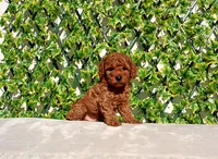 AKC Red Toy Poodle Boy (Vito), a male Poodle - Toy  for sale in Los Angeles, CA – Photo 2 of 5