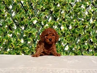AKC Red Toy Poodle Boy (Vito), a male Poodle - Toy  for sale in Los Angeles, CA – Photo 5 of 5