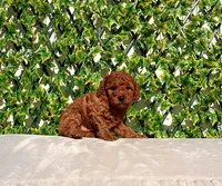 AKC Red Toy Poodle Boy (Vito), a male Poodle - Toy  for sale in Los Angeles, CA – Photo 4 of 5