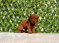 AKC Red Toy Poodle Boy (Vito), a male Poodle - Toy  for sale in Los Angeles, CA – Photo 1 of 5