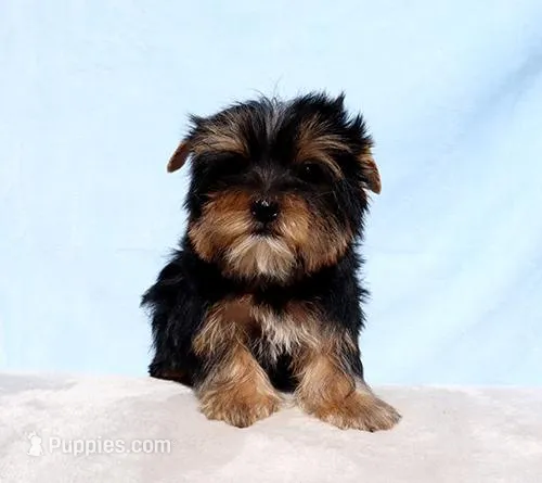 Toy Yorkie Puppy Girl (Gemini)