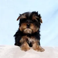 Toy Yorkie Puppy Girl (Gemini), a female Yorkshire Terrier for sale in Los Angeles, CA – Photo 1 of 5