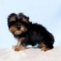 Toy Yorkie Puppy Girl (Gemini), a female Yorkshire Terrier for sale in Los Angeles, CA – Photo 3 of 5