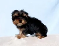 Toy Yorkie Puppy Girl (Gemini), a female Yorkshire Terrier for sale in Los Angeles, CA – Photo 3 of 5