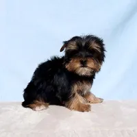 Toy Yorkie Puppy Girl (Gemini), a female Yorkshire Terrier for sale in Los Angeles, CA – Photo 2 of 5